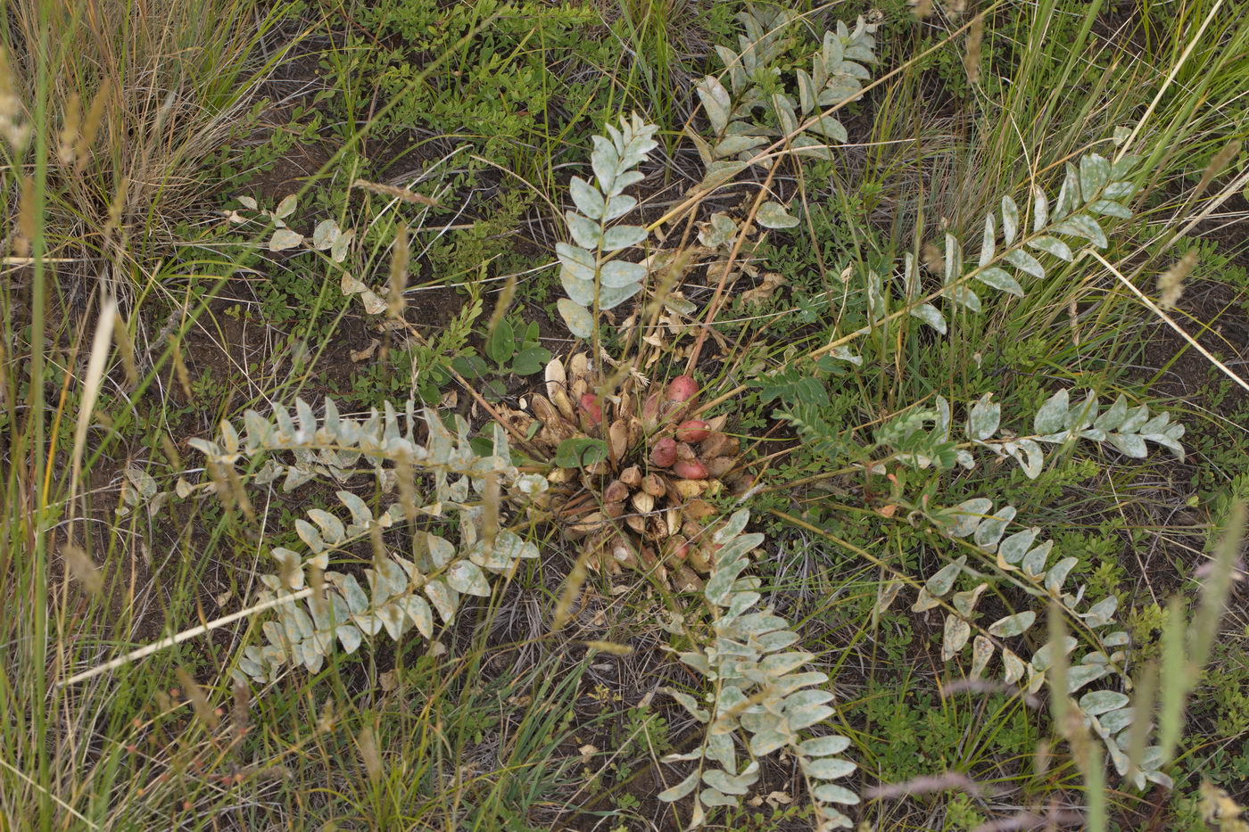 Image of genus Astragalus specimen.