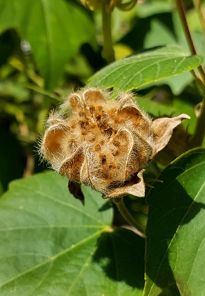 Image of Hibiscus mutabilis specimen.