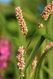 Persicaria maculosa