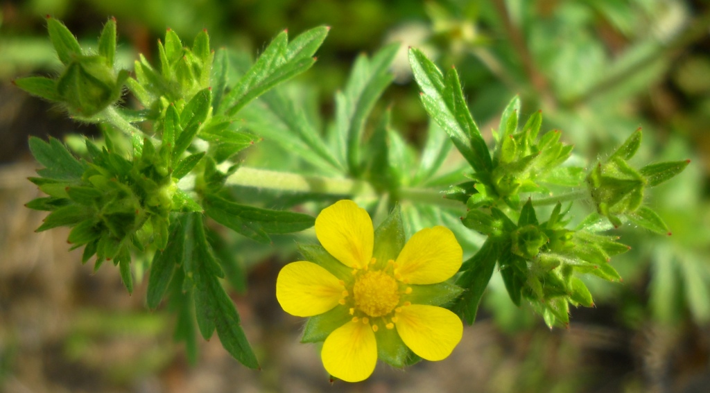 Image of Potentilla intermedia specimen.