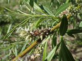 Salix schwerinii