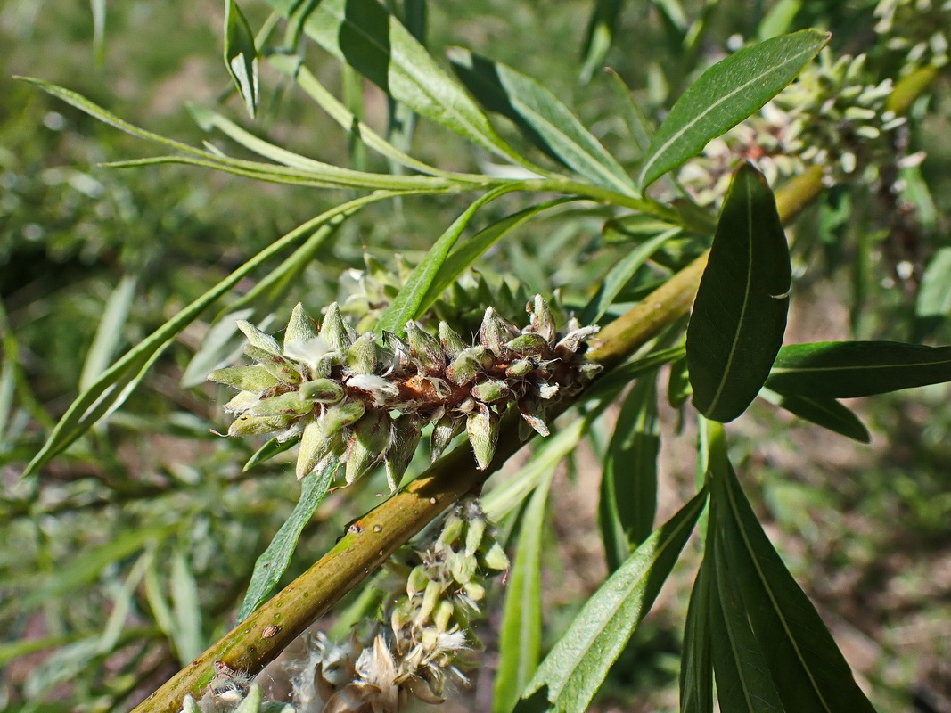 Изображение особи Salix schwerinii.