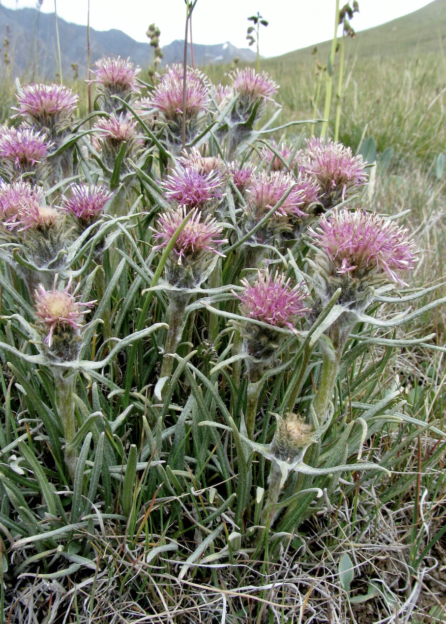 Image of Saussurea leucophylla specimen.