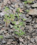 Cleome donetzica