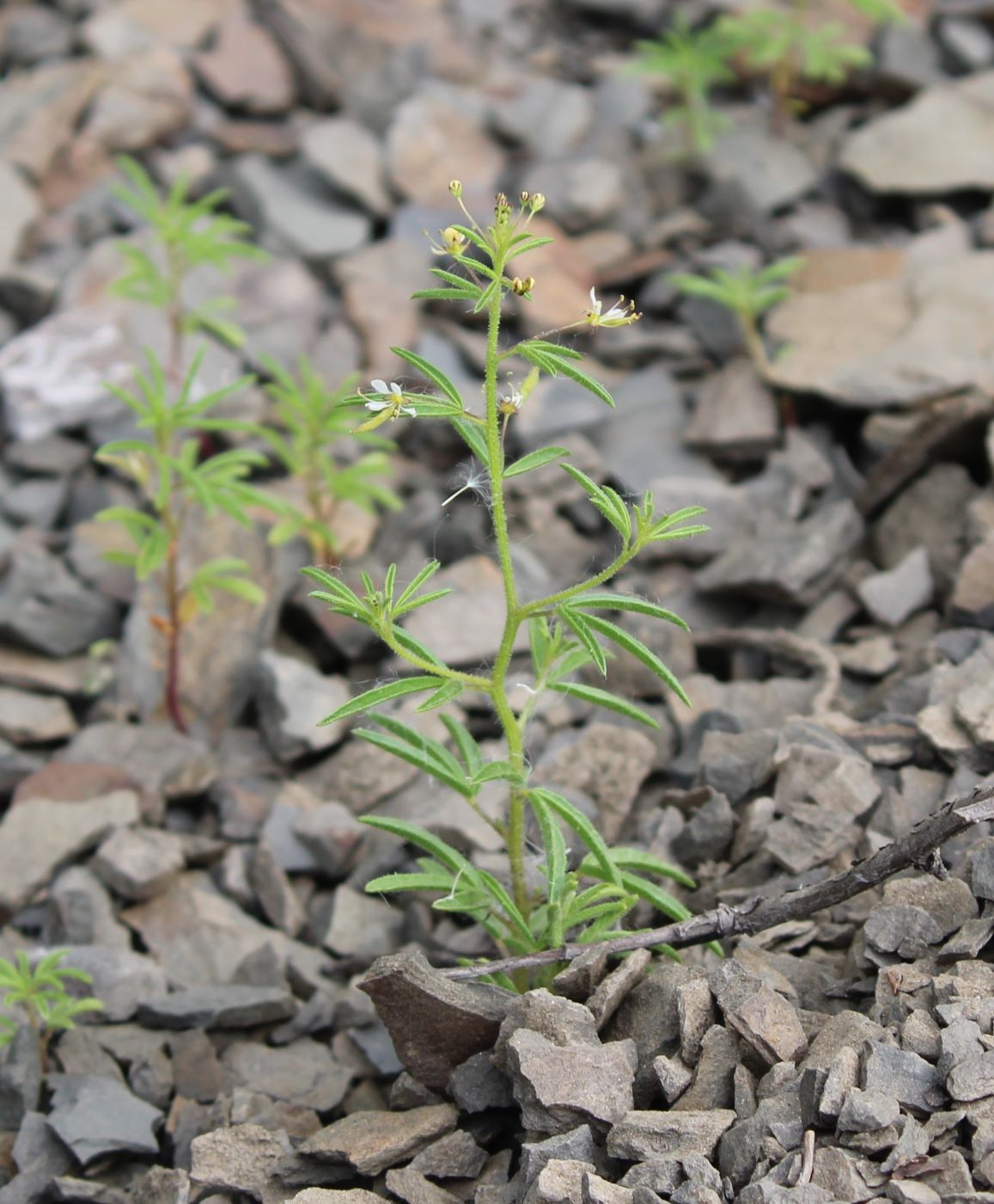 Изображение особи Cleome donetzica.