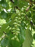 Populus suaveolens. Соплодие. Хабаровский край, окр. г. Комсомольск-на-Амуре, Силинский лесопарк. 08.06.2025.