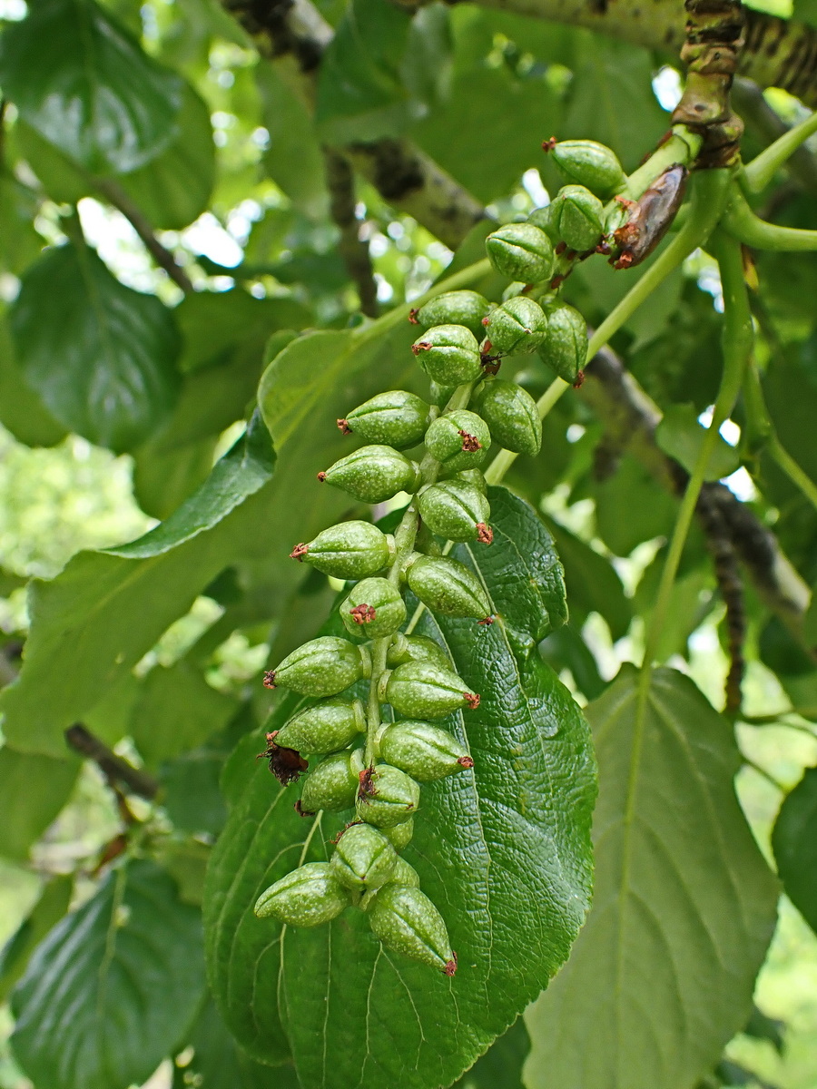 Image of Populus suaveolens specimen.