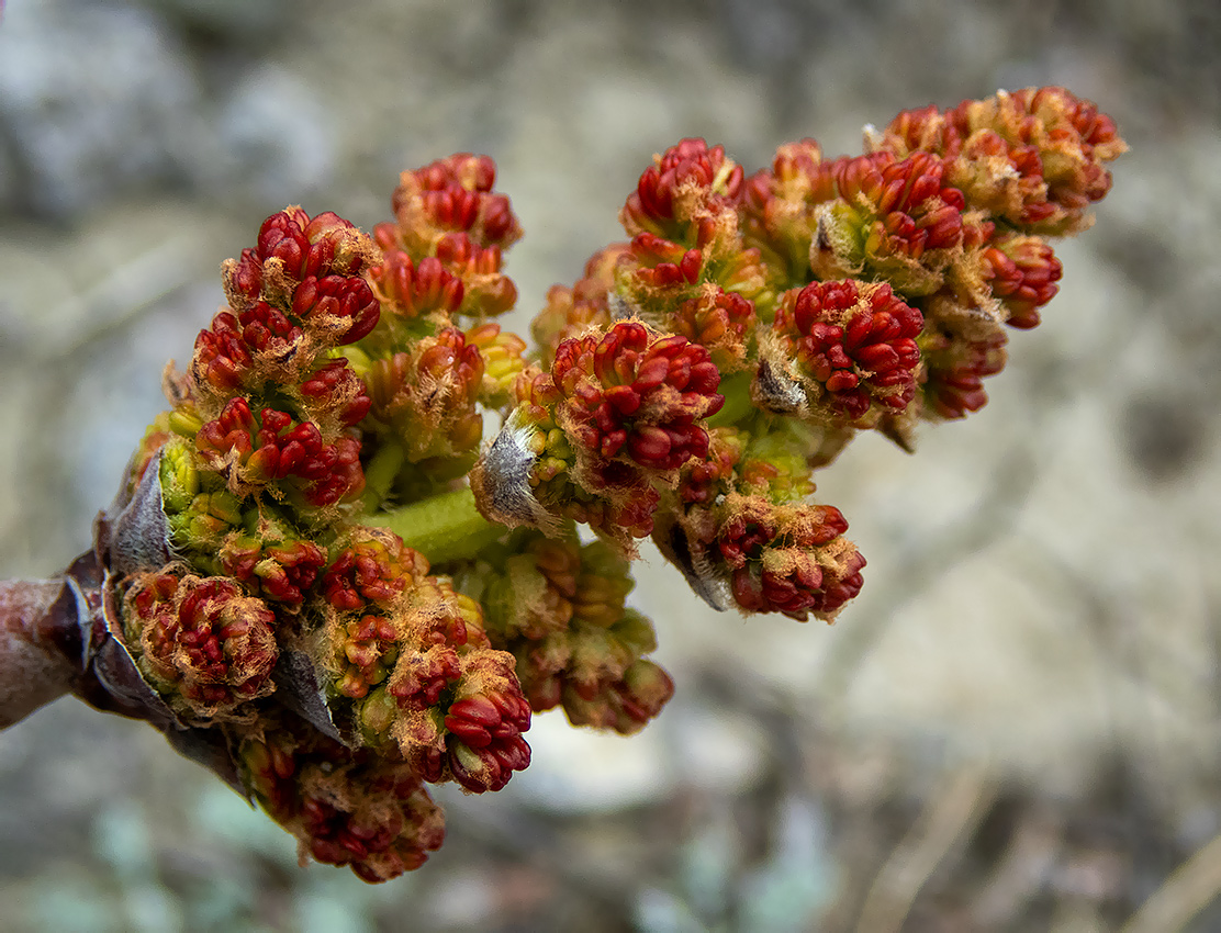 Image of Pistacia mutica specimen.