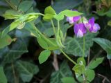 Lathyrus laxiflorus