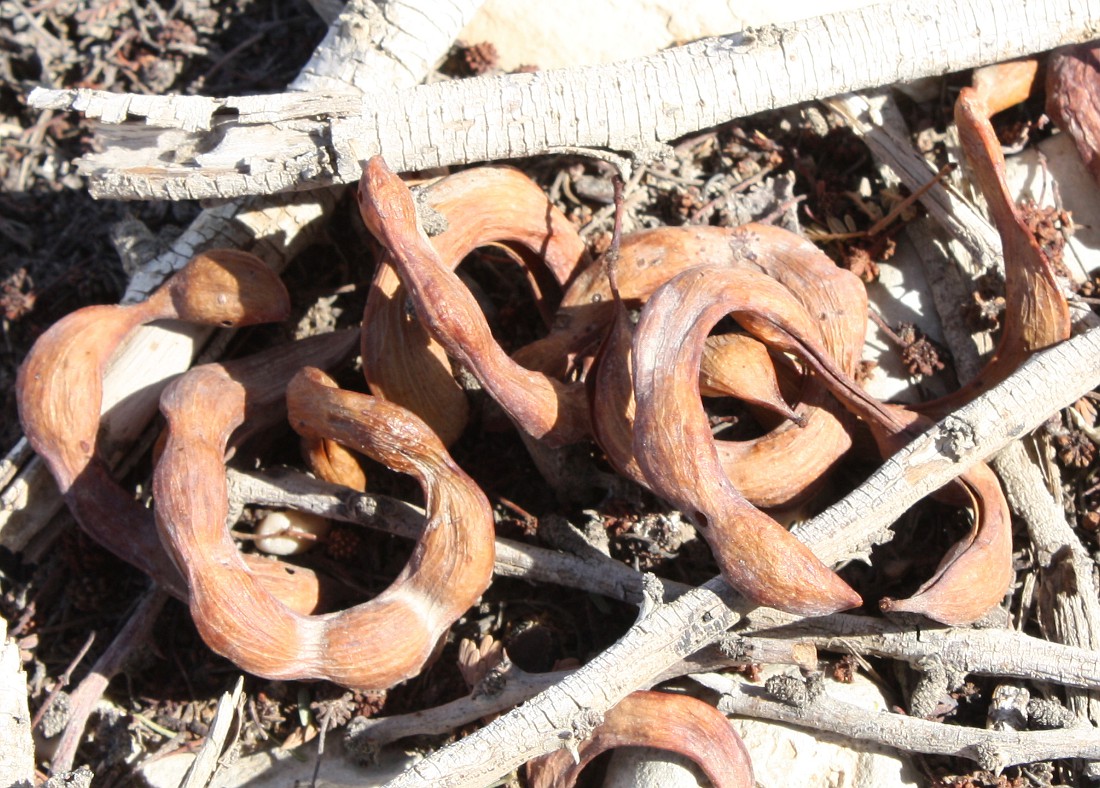 Image of Vachellia tortilis ssp. raddiana specimen.