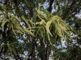 Castanea sativa. Верхушки цветущих веточек. Абхазия, Гальский р-н, окр. с. Оцарце, полоса широколиственного леса вдоль асфальтовой дороги. 11.06.2025.