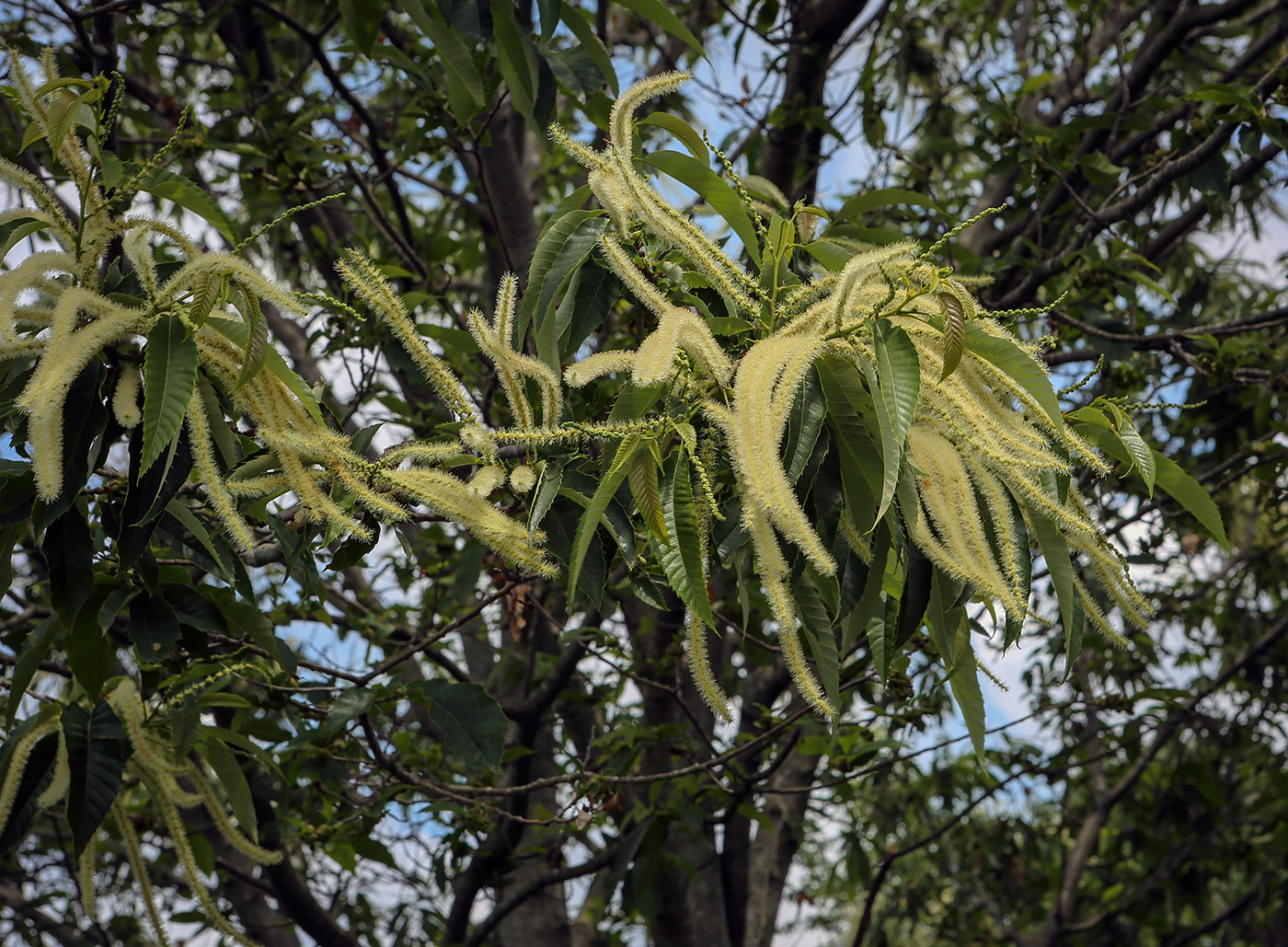 Image of Castanea sativa specimen.
