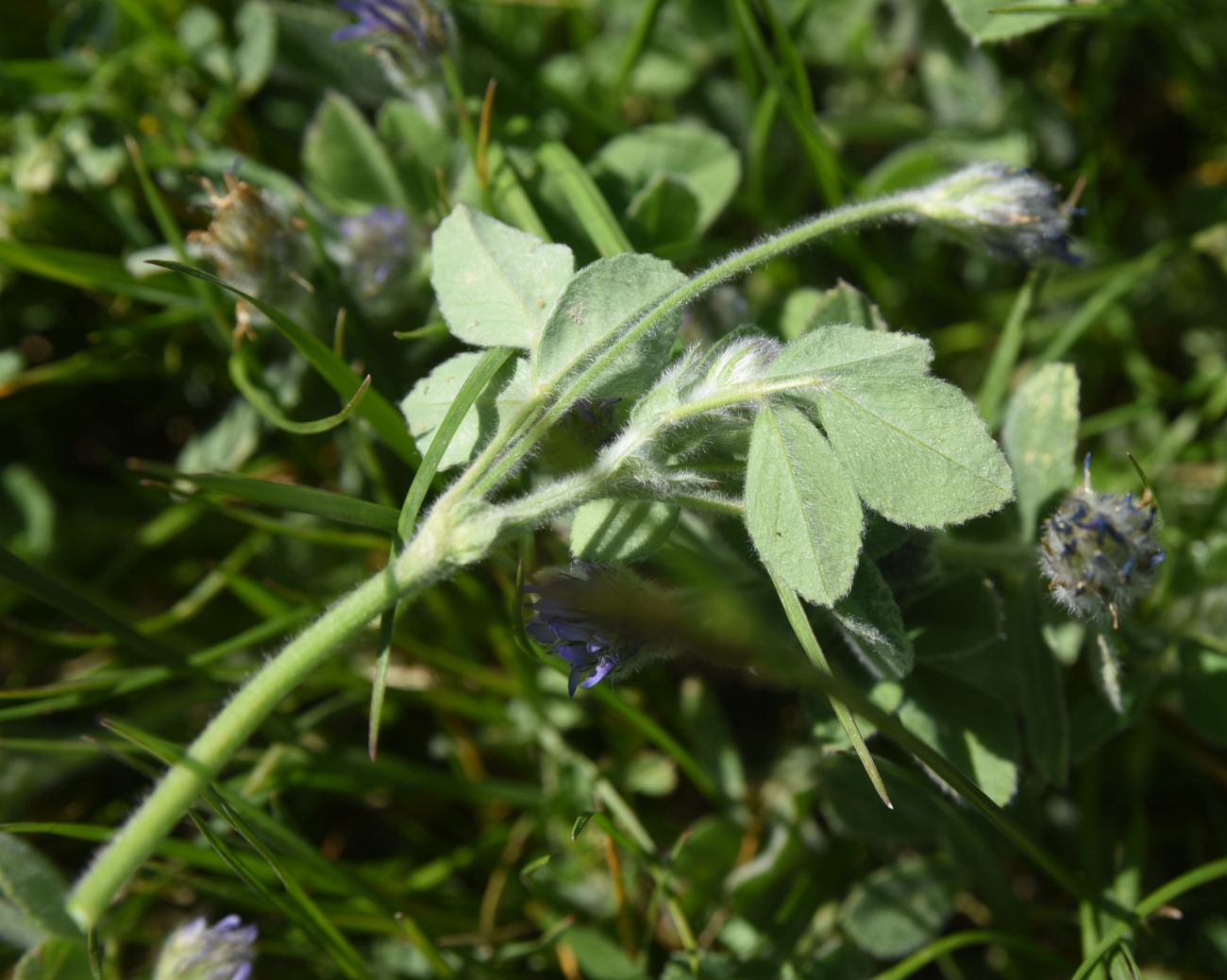 Изображение особи Trigonella rotundifolia.