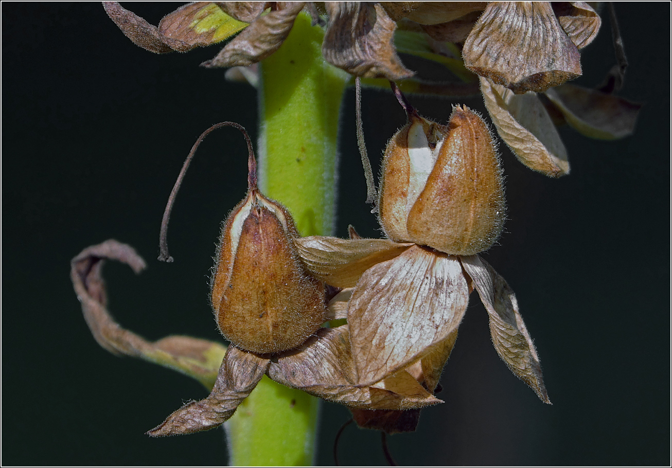 Изображение особи Digitalis purpurea.