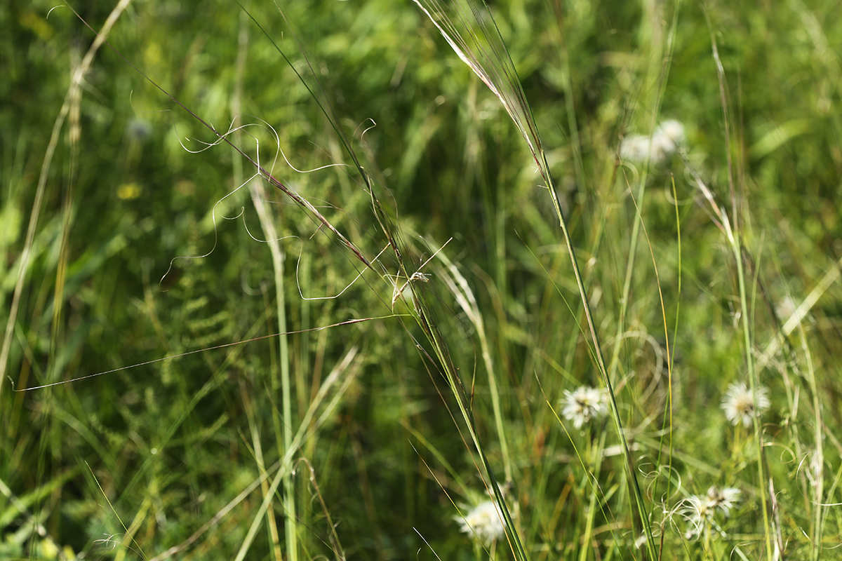 Изображение особи Stipa baicalensis.