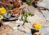 Trifolium campestre. Верхушка побега с соцветием. Турция, пров. Мугла, р-н Даламан, округ Капукаргын, п-ов Капыдаг, бухта Явансу (Yavansu Koyu), каменистый склон в разреженном сосновом лесу. 05.05.2025.