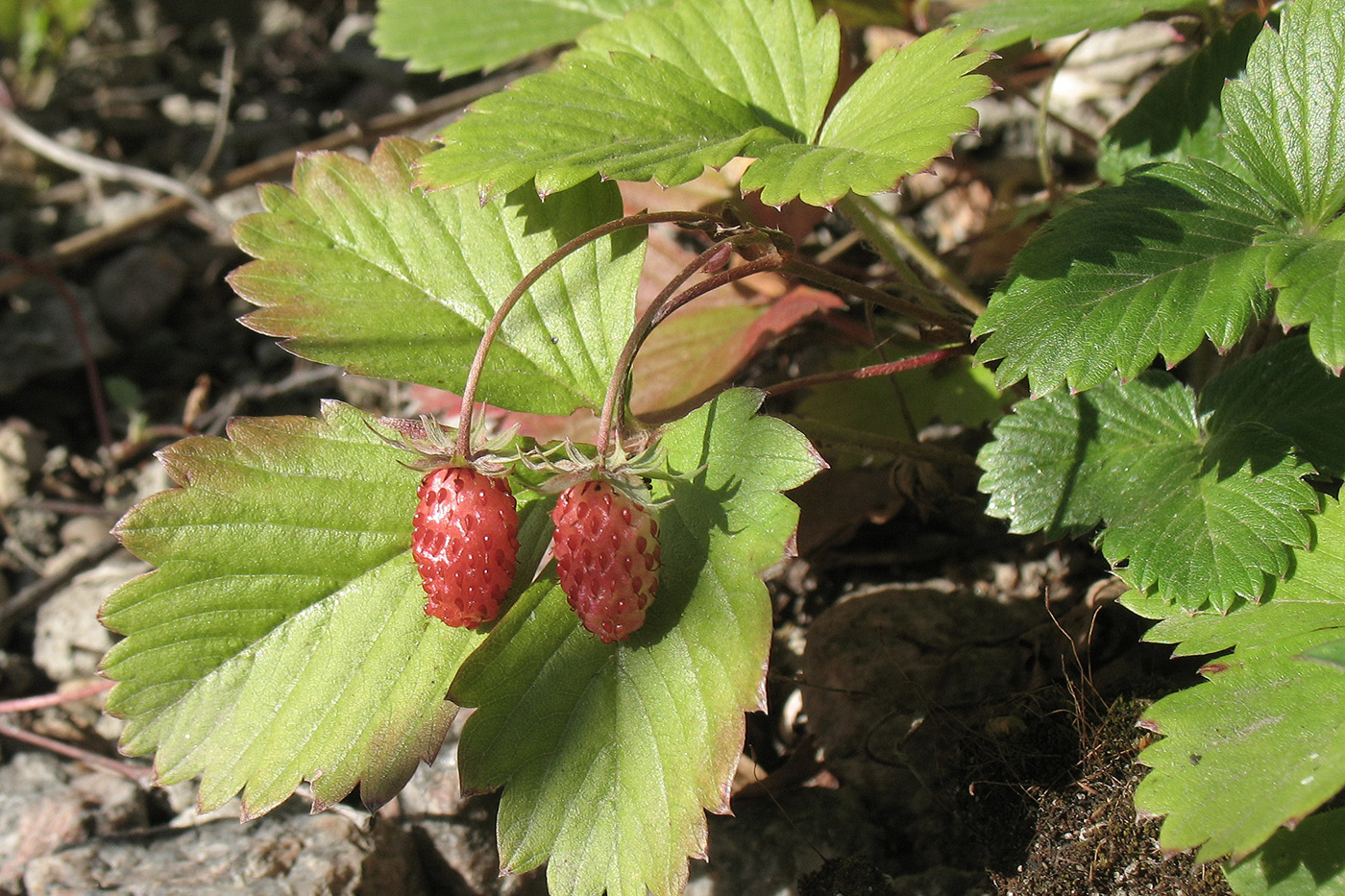 Изображение особи Fragaria vesca.