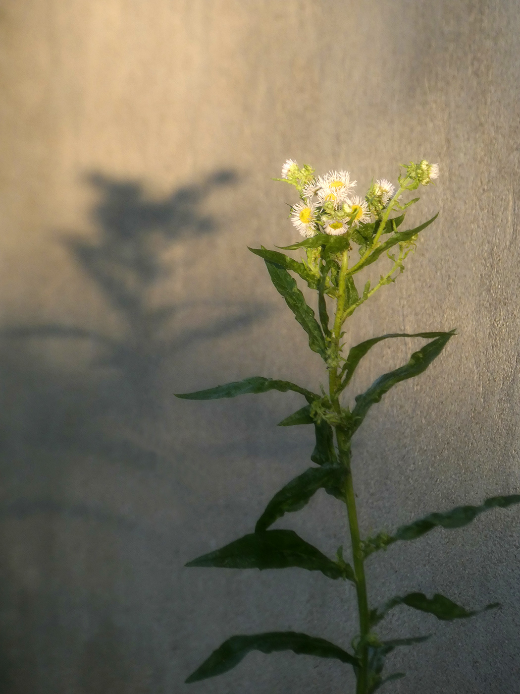 Изображение особи Erigeron annuus.