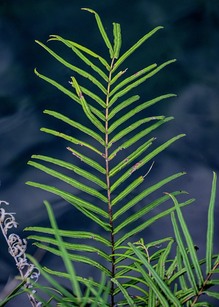 Image of Pteris vittata specimen.