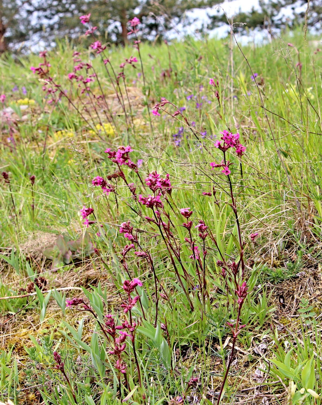 Изображение особи Viscaria alpina.