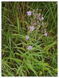 Lactuca sibirica