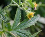 genus Geum. Отцветший цветок, бутон и лист. Московская обл., г. Подольск, берег р. Пахра. 23.06.2025.