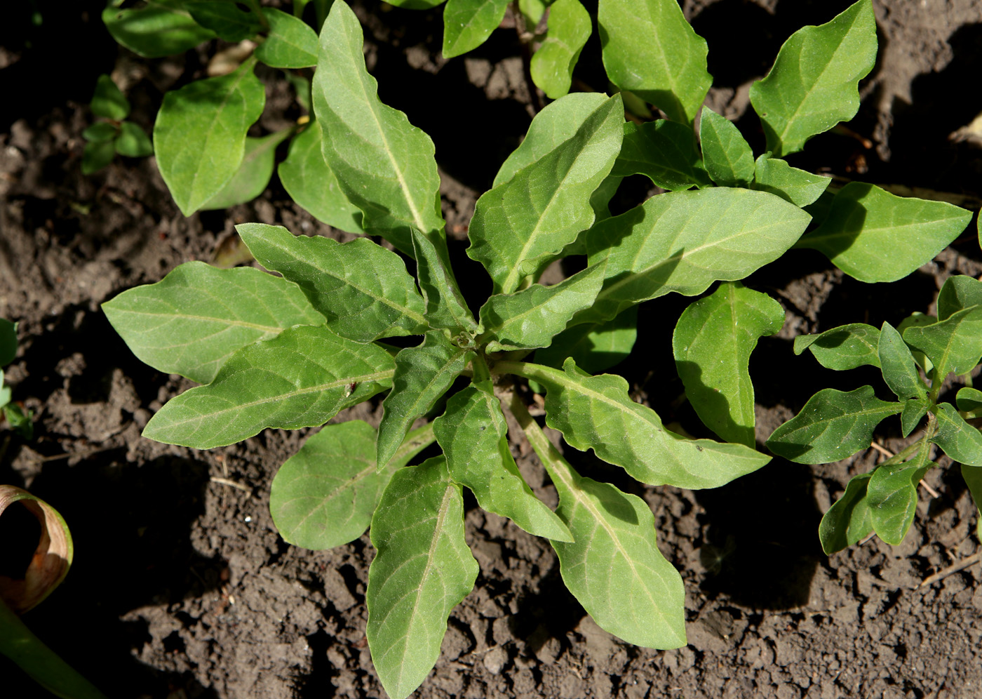 Image of Physochlaina physaloides specimen.