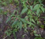 Изображение особи. Автор - Александр Лебедев