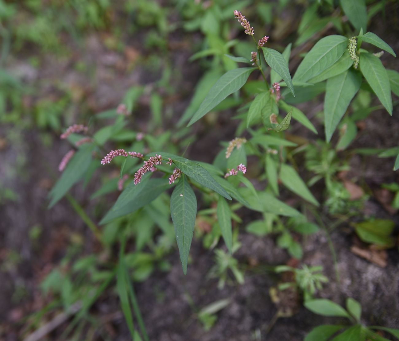 Изображение особи род Persicaria.