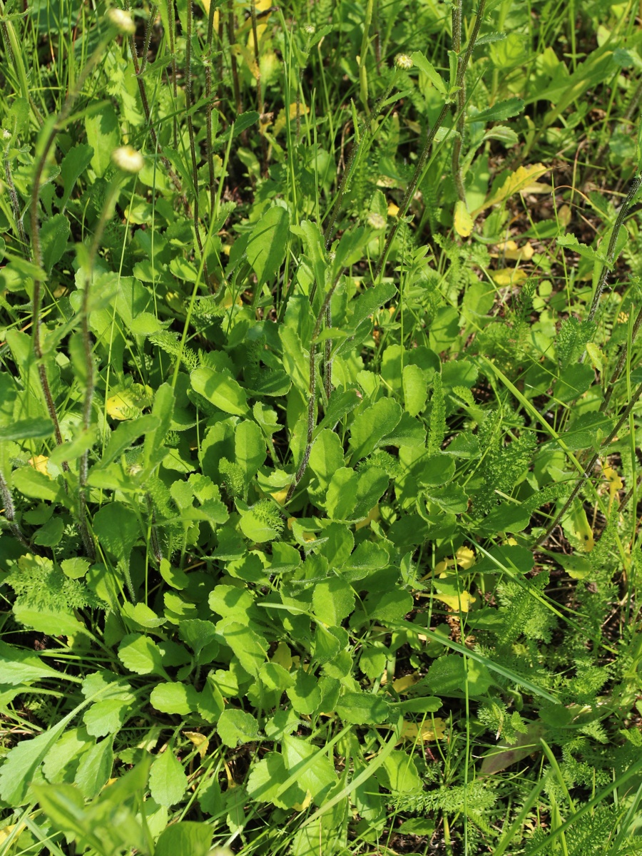 Image of Leucanthemum ircutianum specimen.