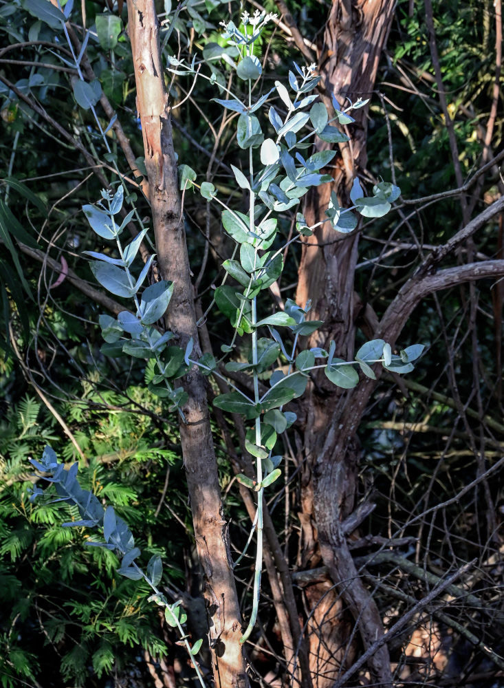 Изображение особи Eucalyptus globulus.