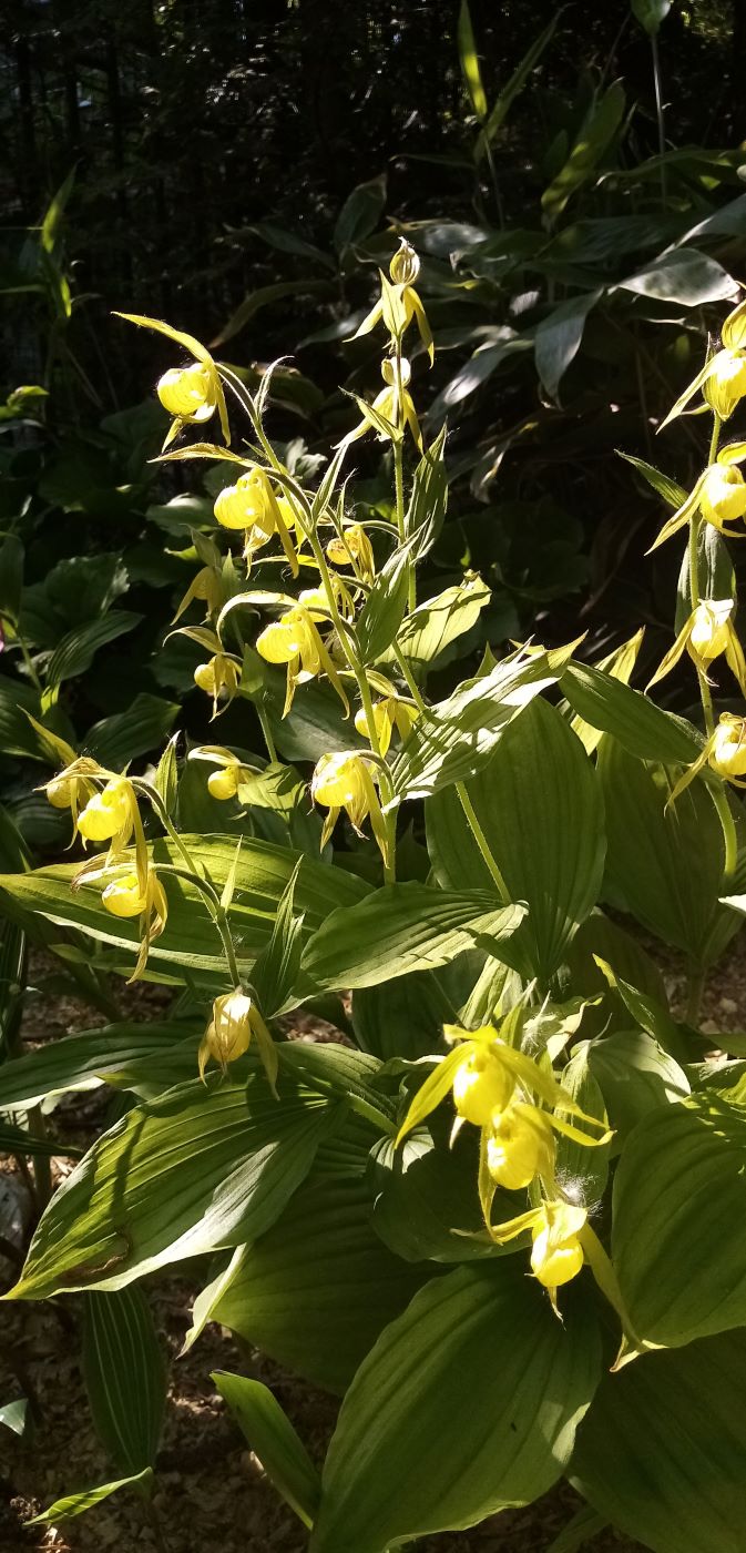 Image of genus Cypripedium specimen.
