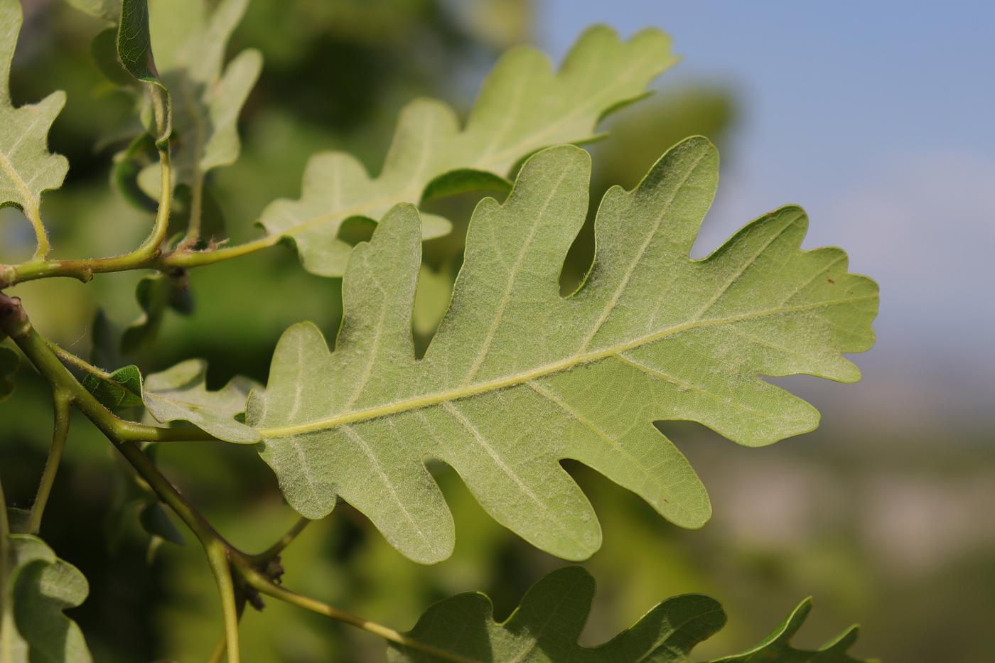 Изображение особи Quercus calcarea.