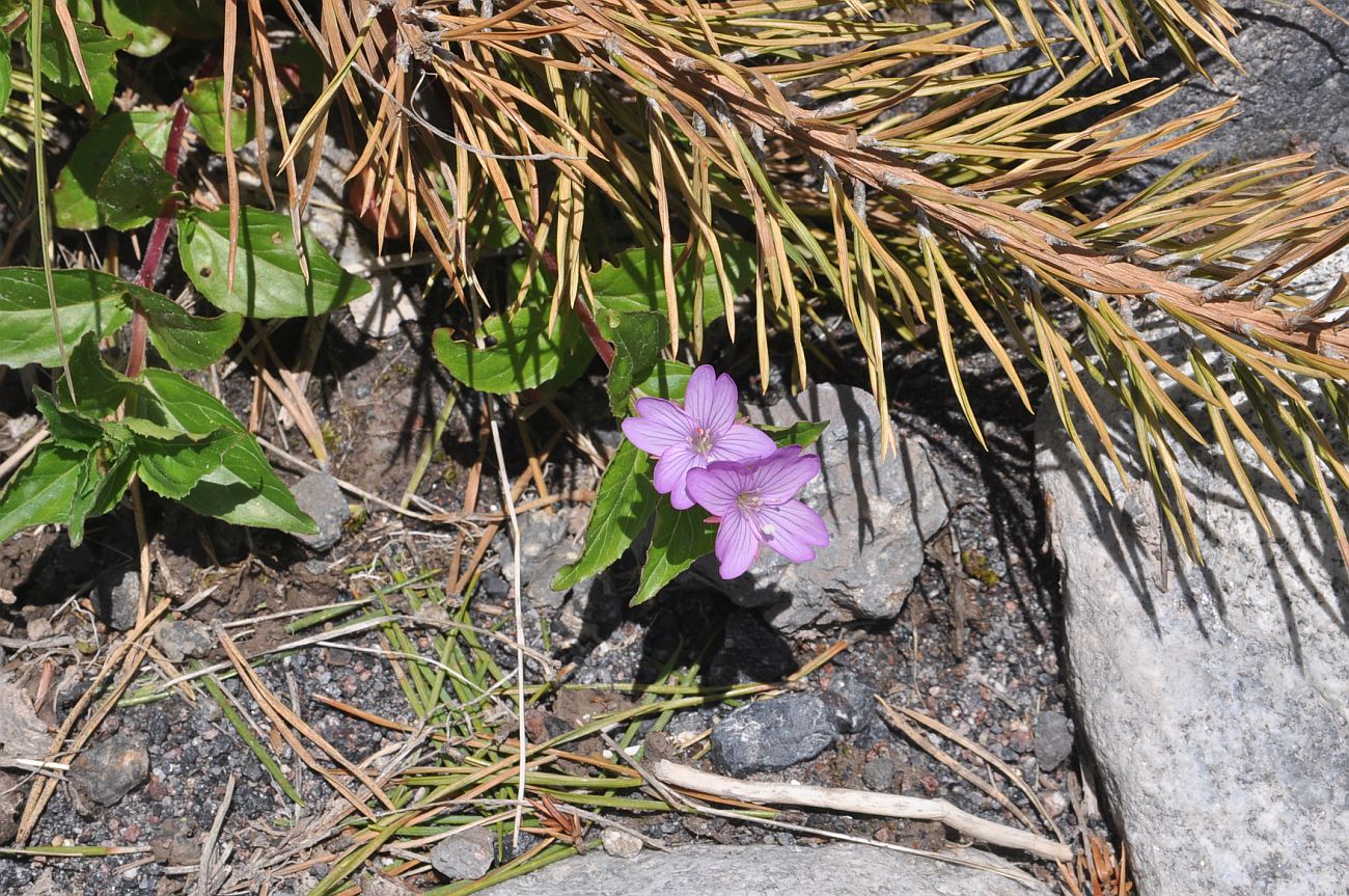 Image of genus Chamaenerion specimen.