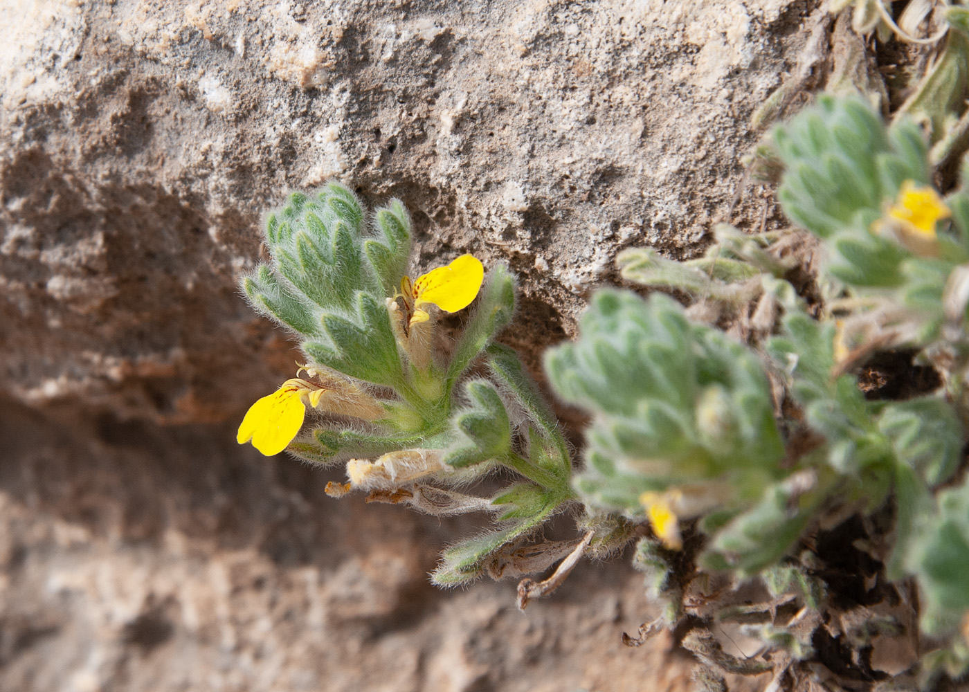 Изображение особи Ajuga bombycina.