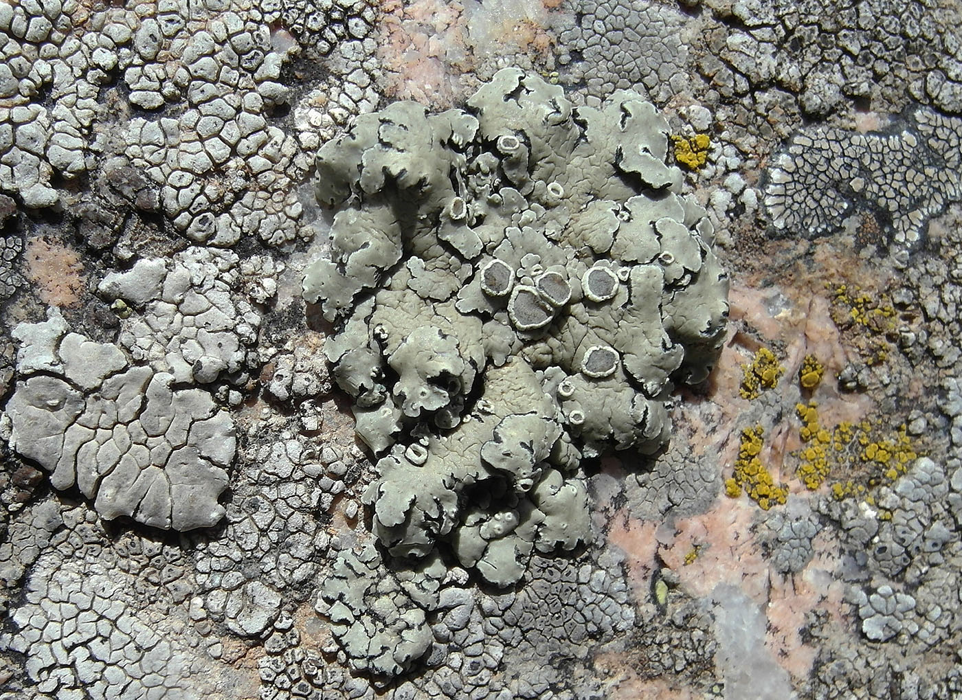 Image of Rhizoplaca melanophthalma specimen.