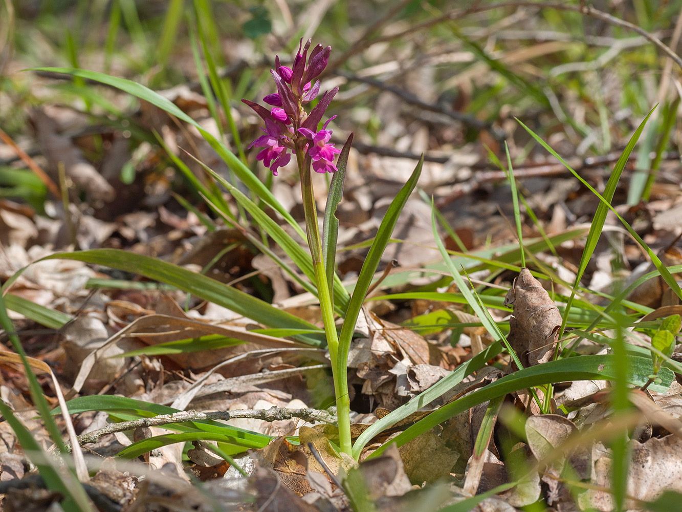 Изображение особи Dactylorhiza romana ssp. georgica.