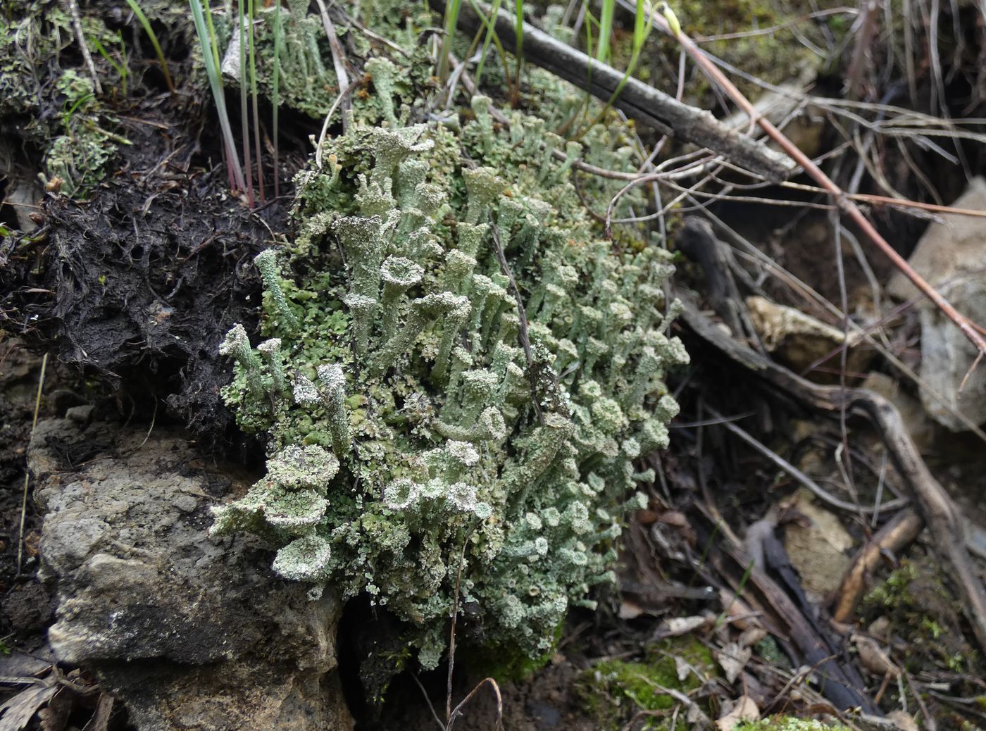Image of Cladonia fimbriata specimen.