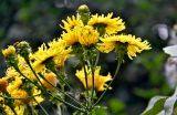 род Sonchus. Соцветия. Португалия, о-в Мадейра, национальный парк \"Рибейру-Фриу\", ≈ 1400 м н.у.м., опушка лаврового леса. 20.08.2025.