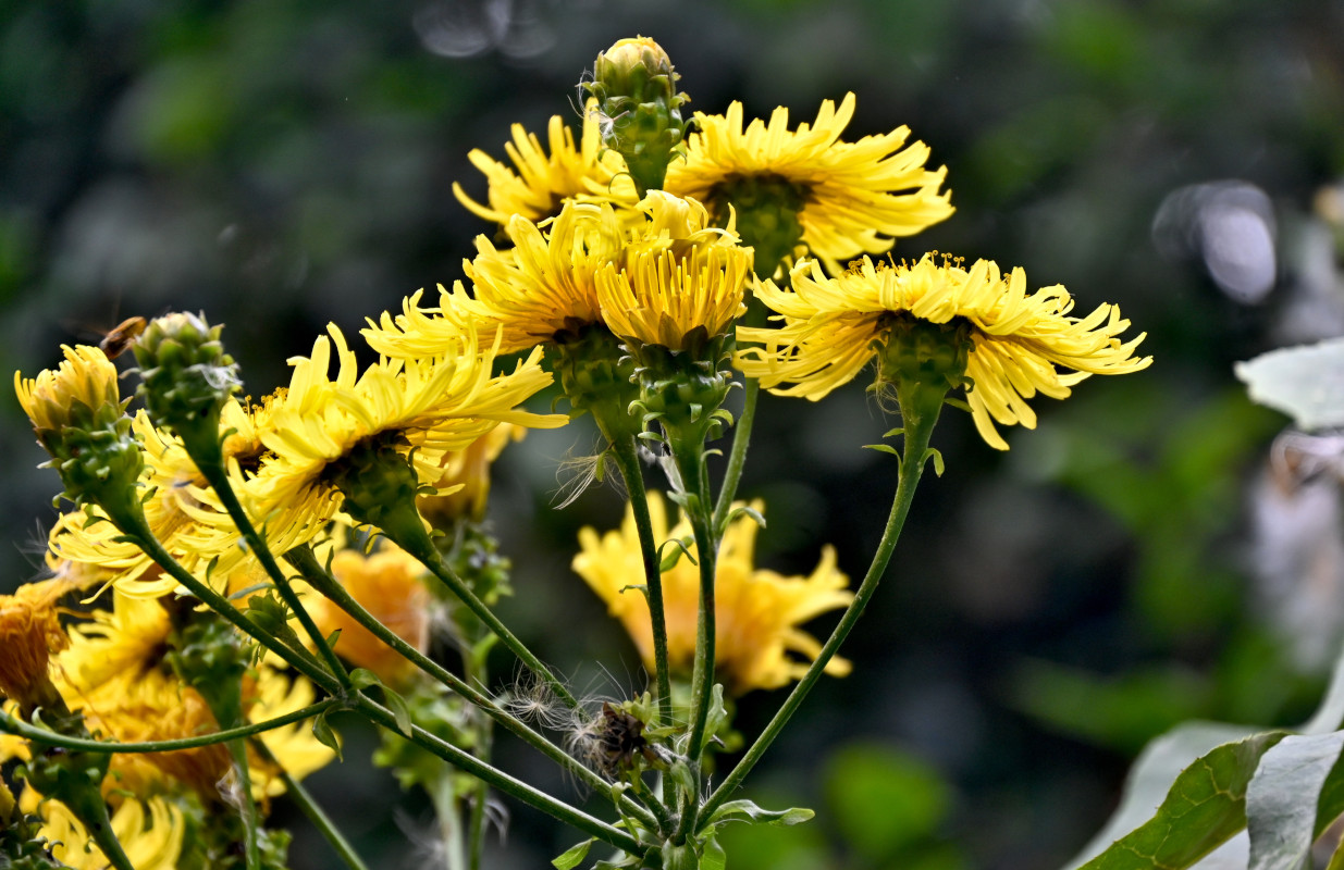 Изображение особи род Sonchus.