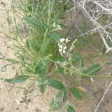 genus Strigosella. Соцветие в сообществе с Carex. Узбекистан, Каракалпакстан,, Кйзкеткен, равнина. 30 апреля 2026 г.