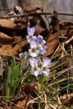 Viola collina. Цветущее растение. Южное Приморье, Чёрные горы, гора Столовая. 16.04.2008.