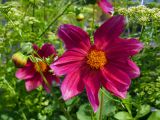 Dahlia × cultorum
