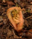 Botrychium multifidum. Развивающаяся спороносная вайя. Карелия, Лахденпохский р-н, окр. пос. Ихала, на опушке хвойного леса. 14.06.2026.