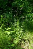 Coccyganthe flos-cuculi. Цветущее растение. С.-Петербург, Петергоф, Луговой парк, опушка леса у дренажной канавы. 07.06.2026.