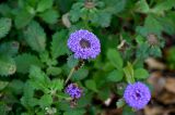 Centratherum punctatum