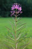 Chamaenerion angustifolium. Верхушка отцветающего соцветия с бутонами, цветками, незрелыми плодами и божьей коровкой. Ленинградская обл., пос. Карташевская, заросшая обочина дороги. 01.08.2026.