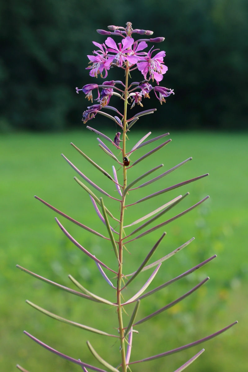 Изображение особи Chamaenerion angustifolium.