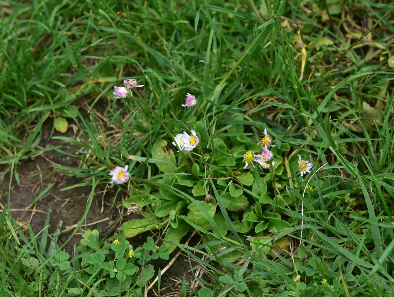 Изображение особи Bellis perennis.