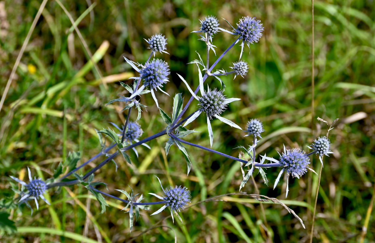 Image of Eryngium planum specimen.
